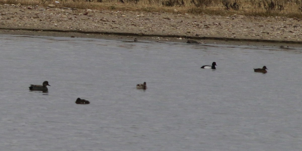 Gadwall - ML645696377