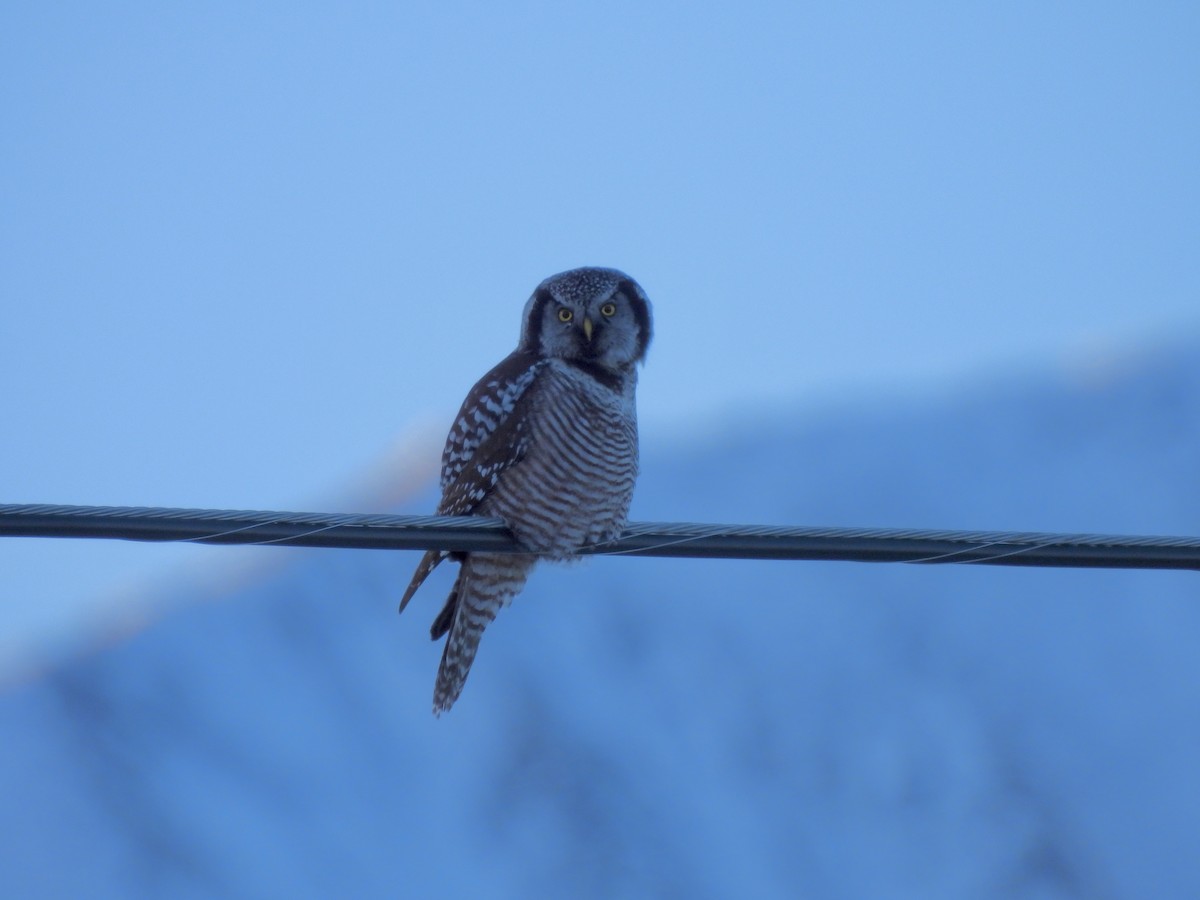 Northern Hawk Owl - ML645696378
