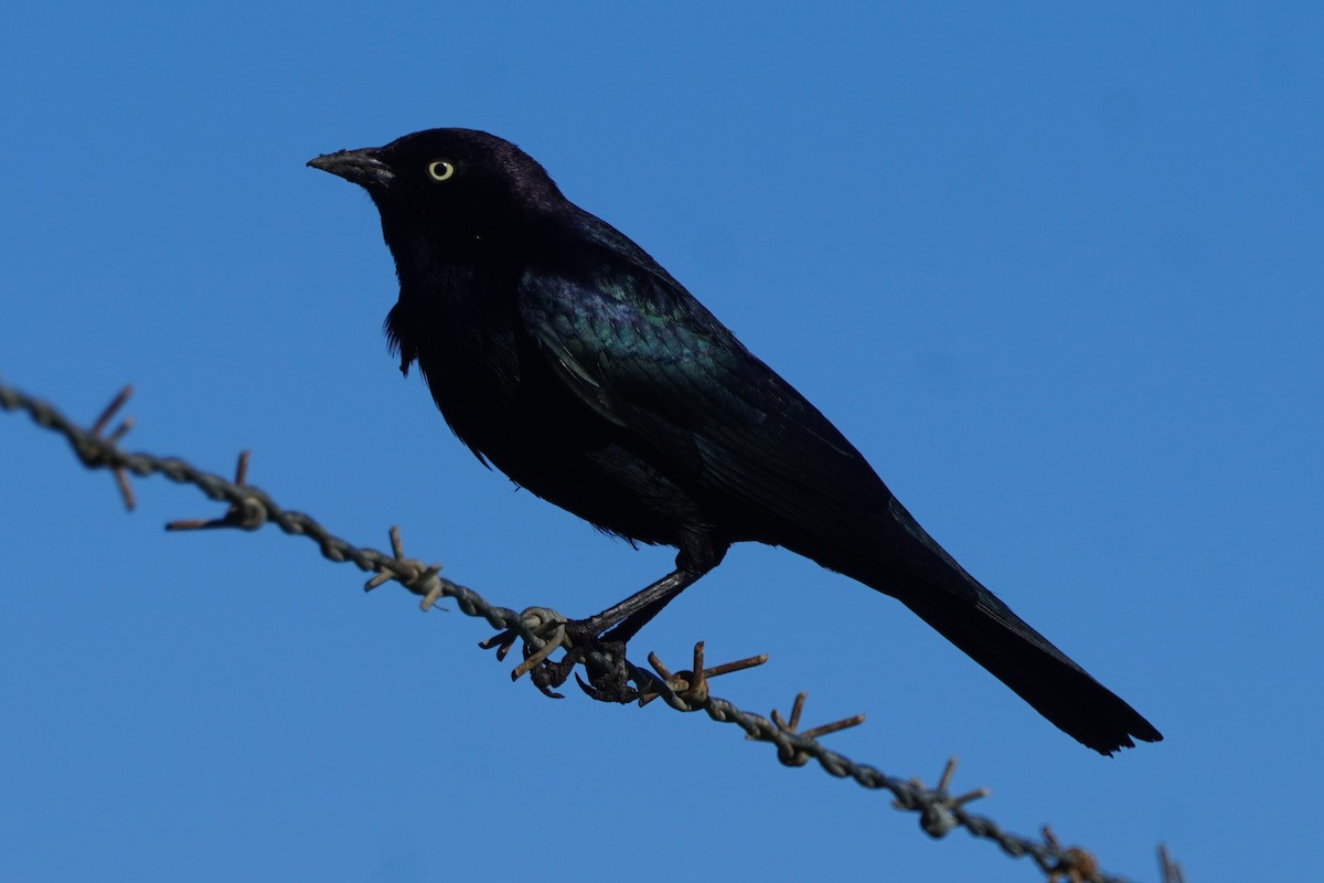 Brewer's Blackbird - ML645696380