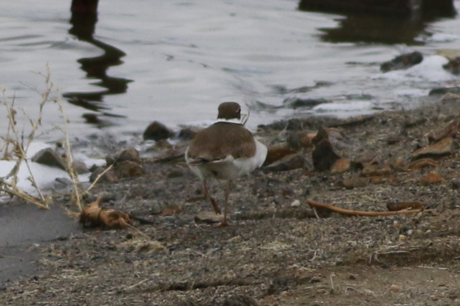 Killdeer - ML645696384
