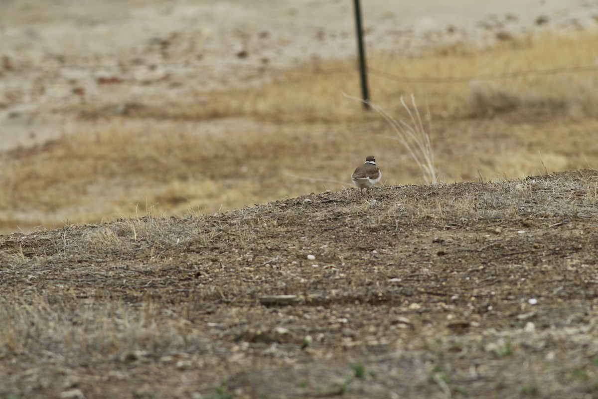 Killdeer - ML645696386