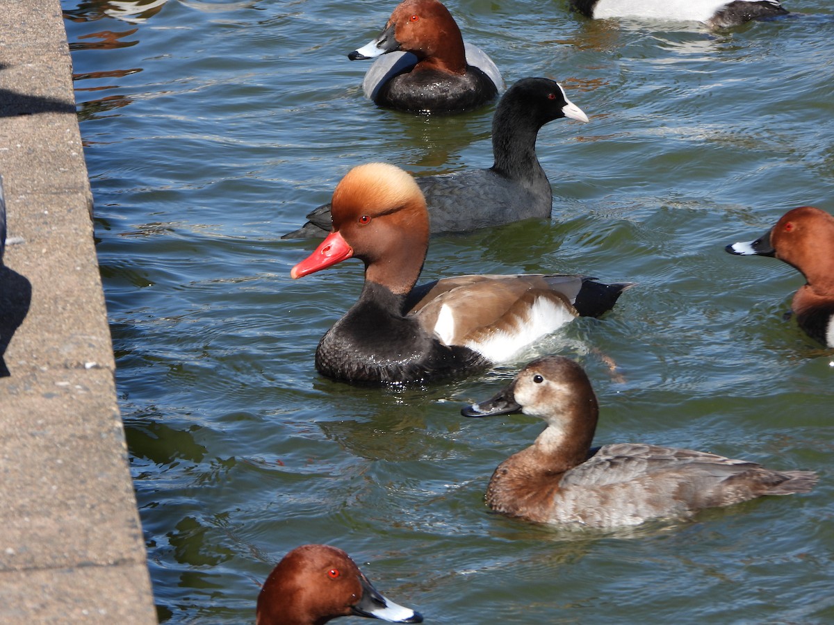 Red-crested Pochard - ML645696388