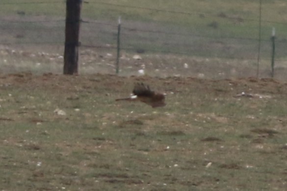 Northern Harrier - ML645696389