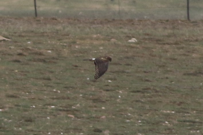 Northern Harrier - ML645696390