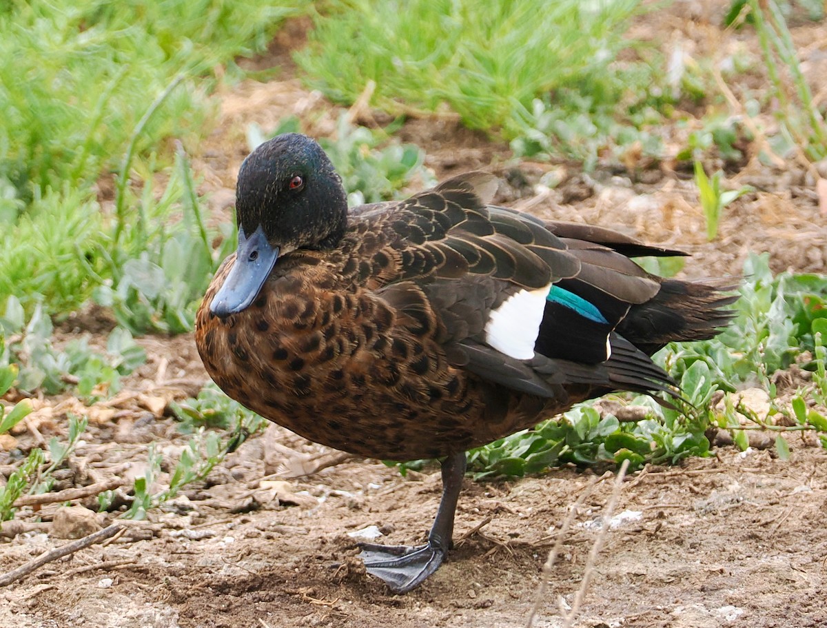 Chestnut Teal - ML645696391