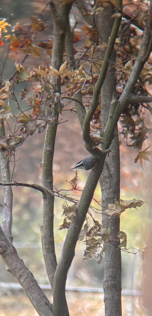 Red-breasted Nuthatch - ML645696392