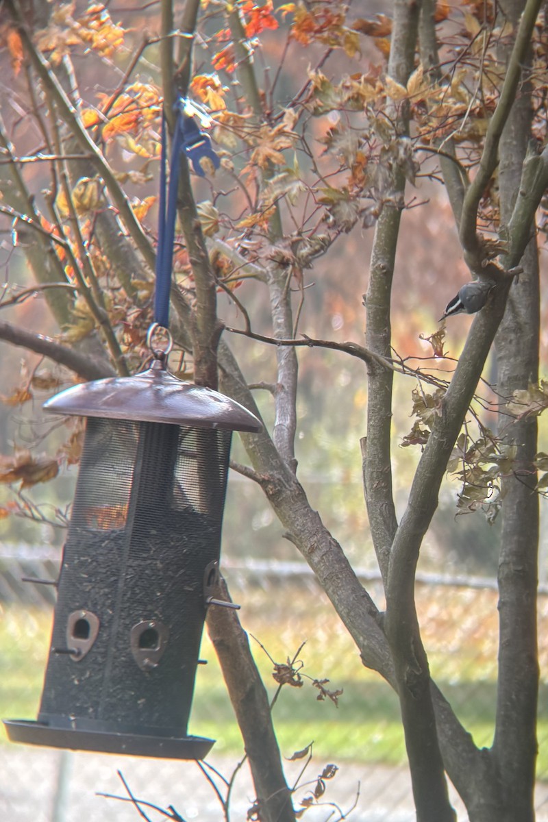 Red-breasted Nuthatch - ML645696393