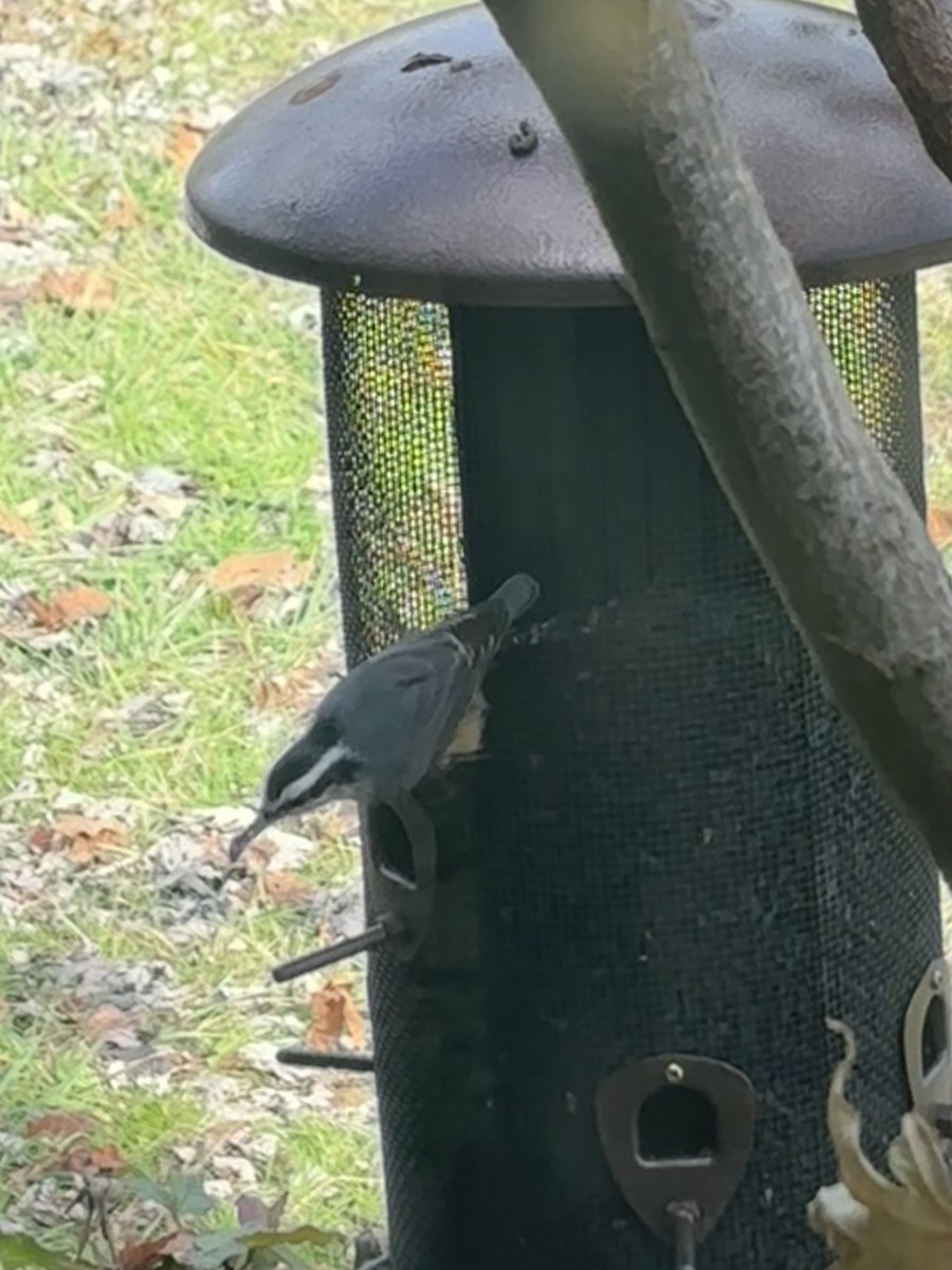 Red-breasted Nuthatch - ML645696394