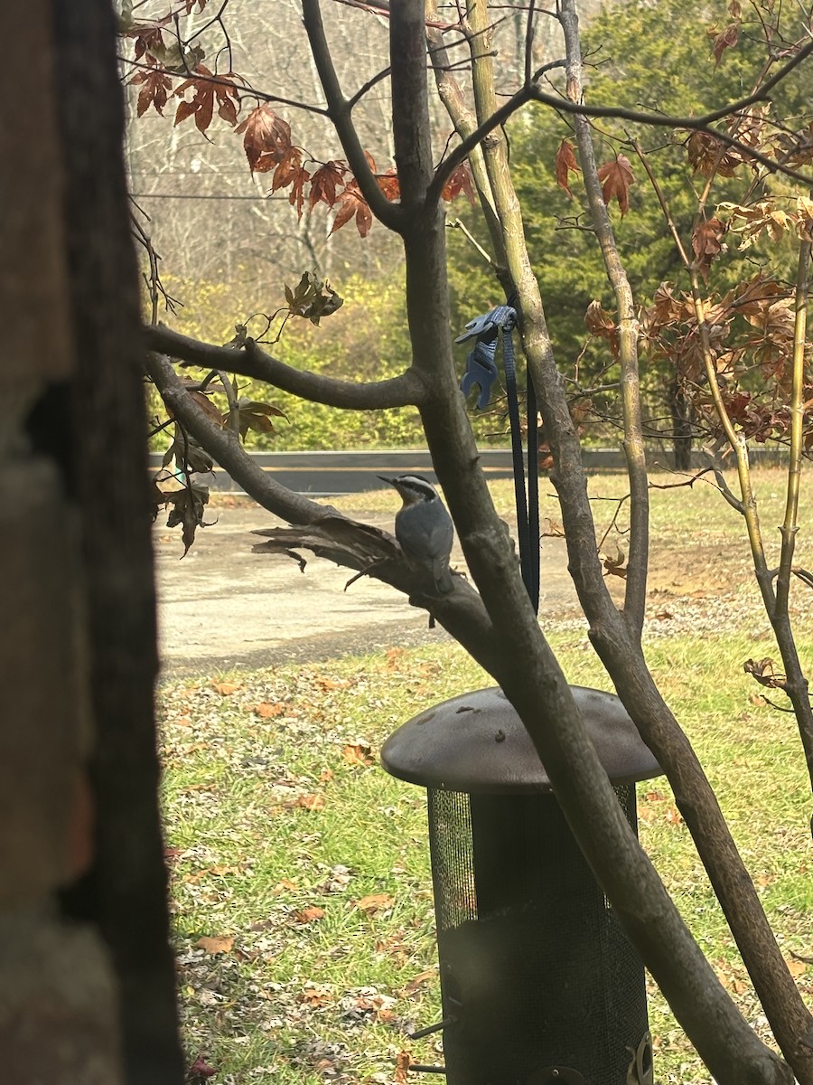 Red-breasted Nuthatch - ML645696395