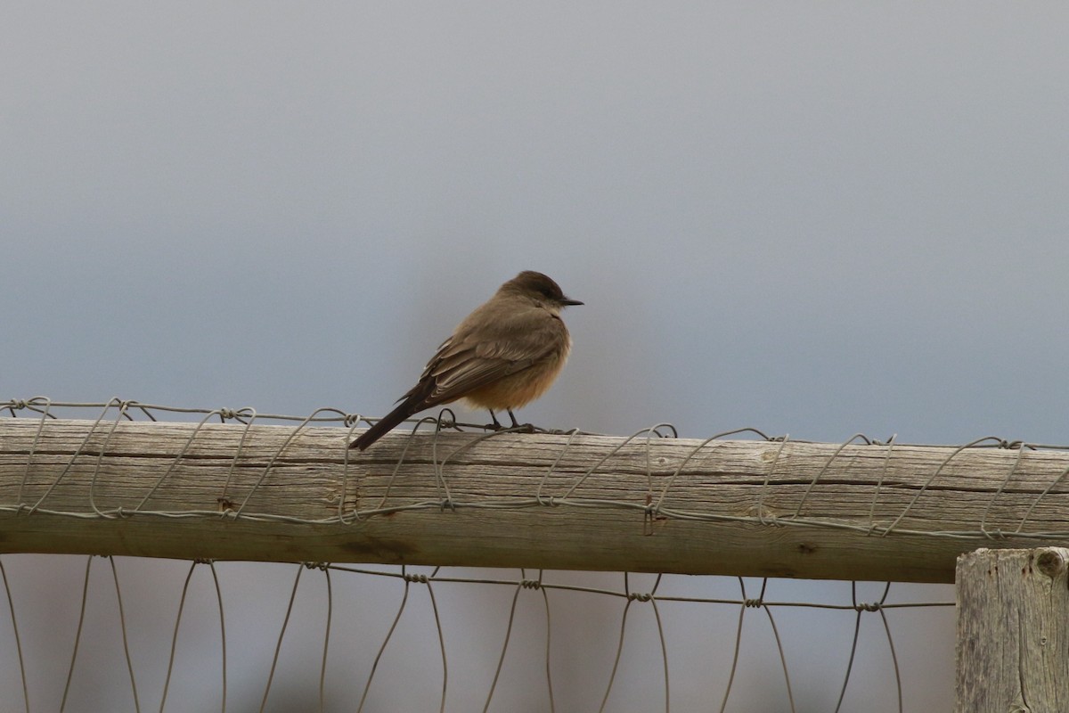 Say's Phoebe - ML645696396