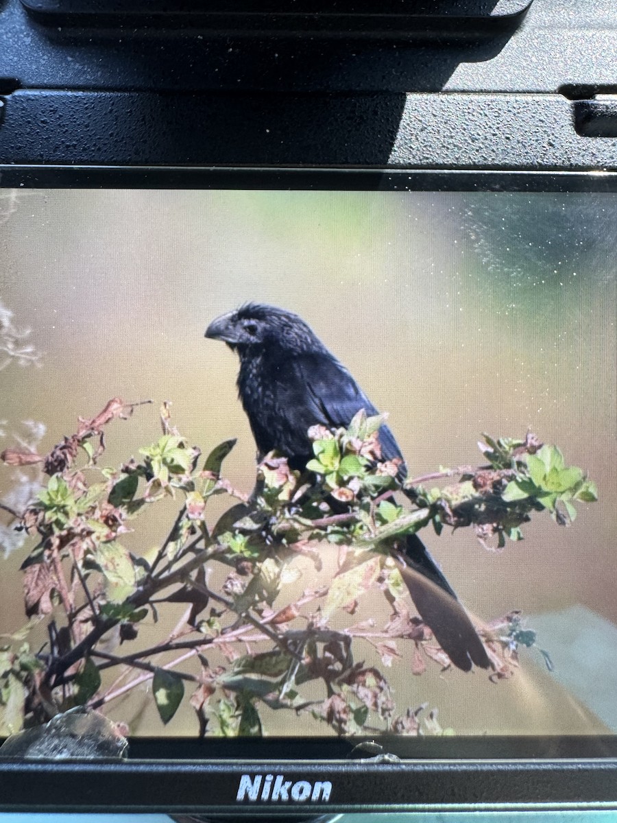 Groove-billed Ani - ML645696397