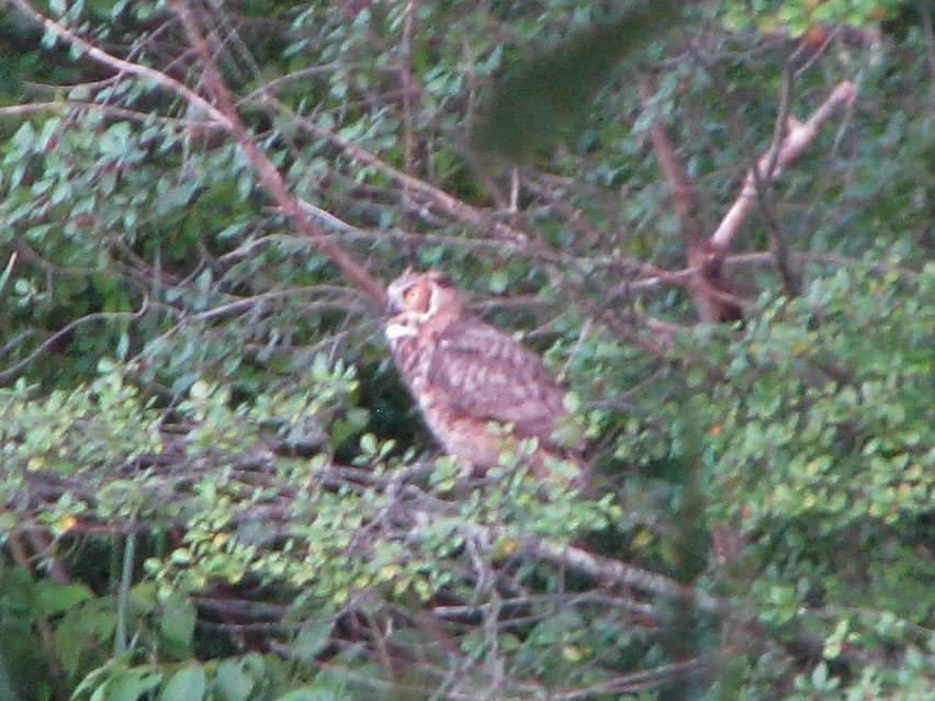 Great Horned Owl - ML64569641