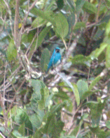 Swallow Tanager - ML645696424