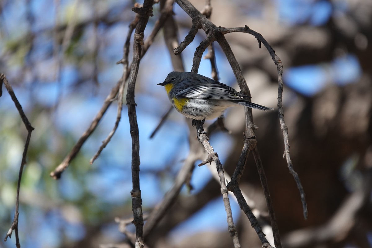 Yellow-rumped Warbler - ML645696431