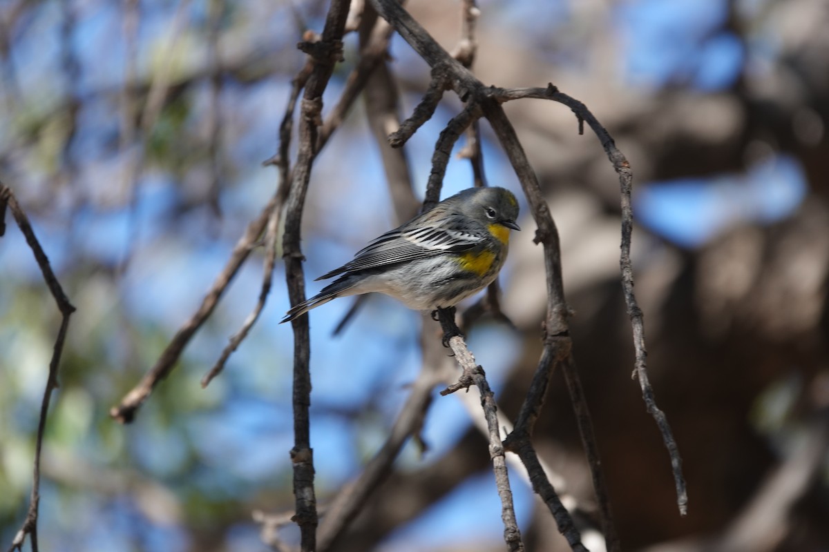 Yellow-rumped Warbler - ML645696432