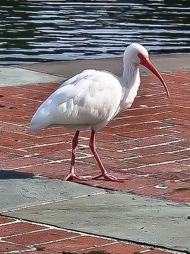 White Ibis - ML645696465
