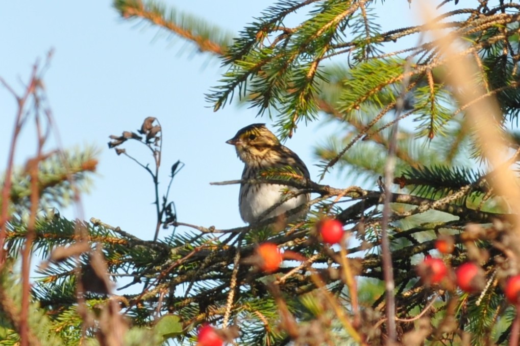 Savannah Sparrow - ML645696468