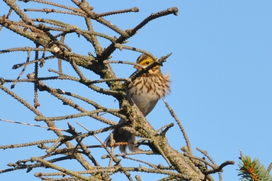 Savannah Sparrow - ML645696469