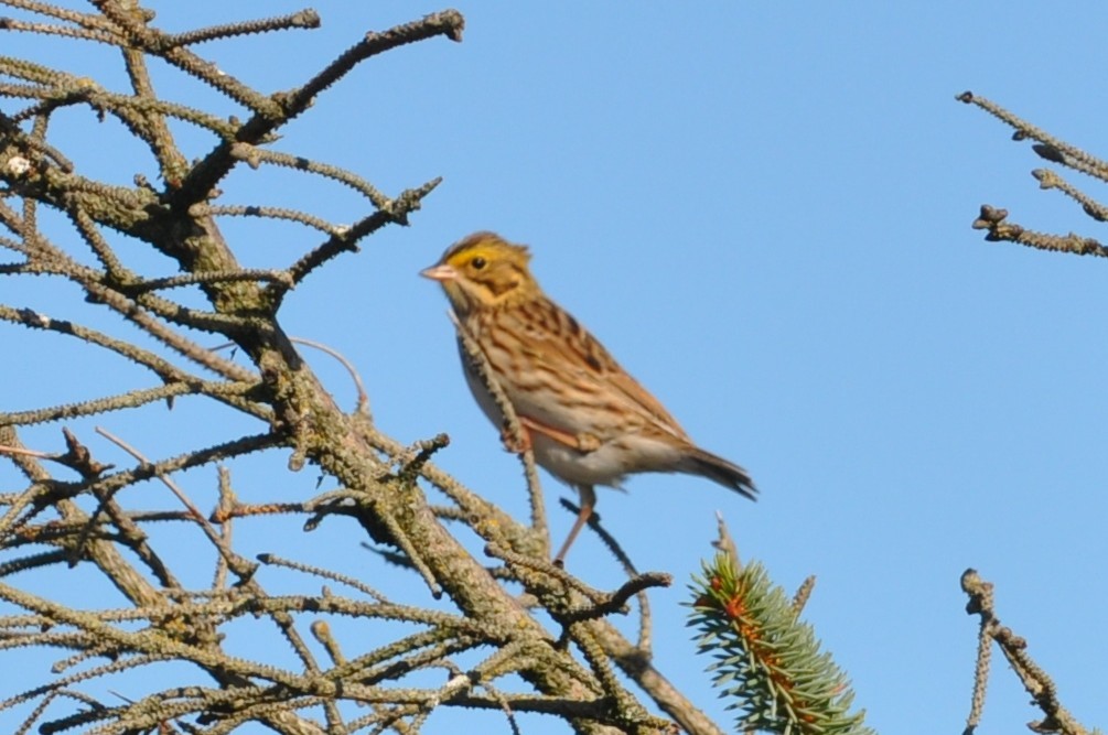 Savannah Sparrow - ML645696470