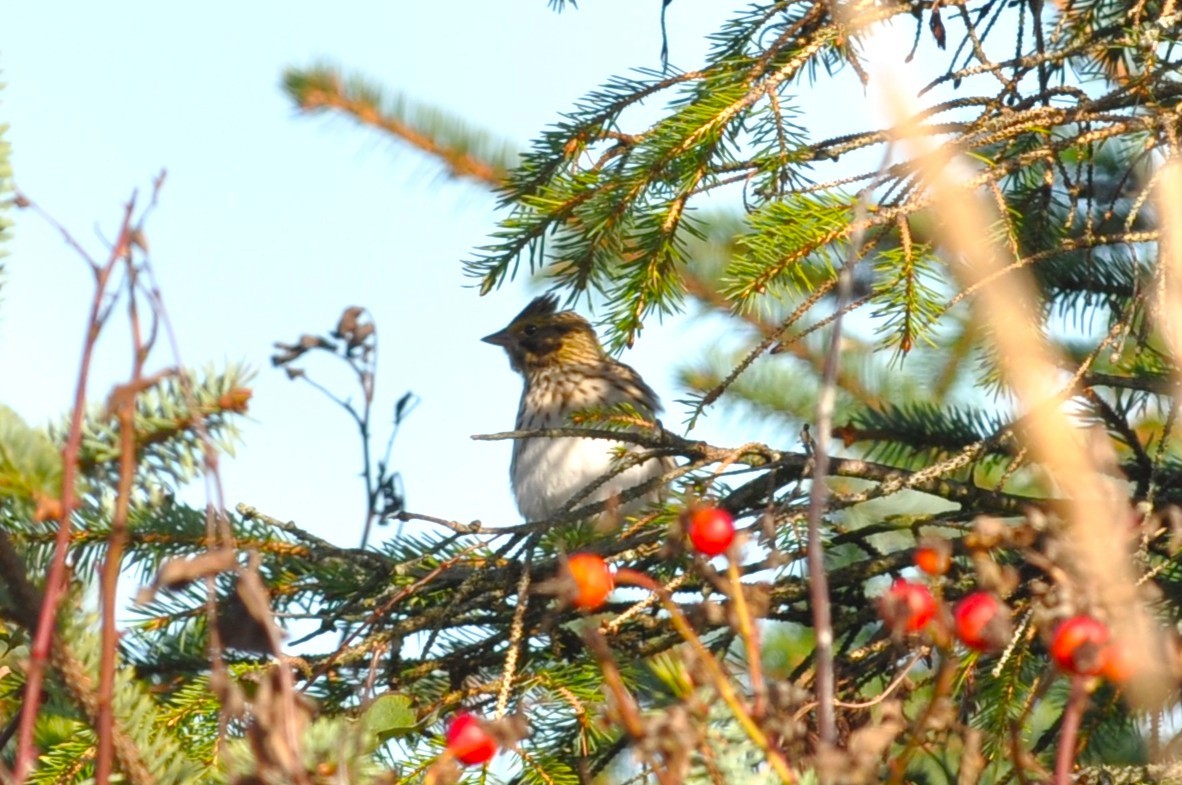 Savannah Sparrow - ML645696471