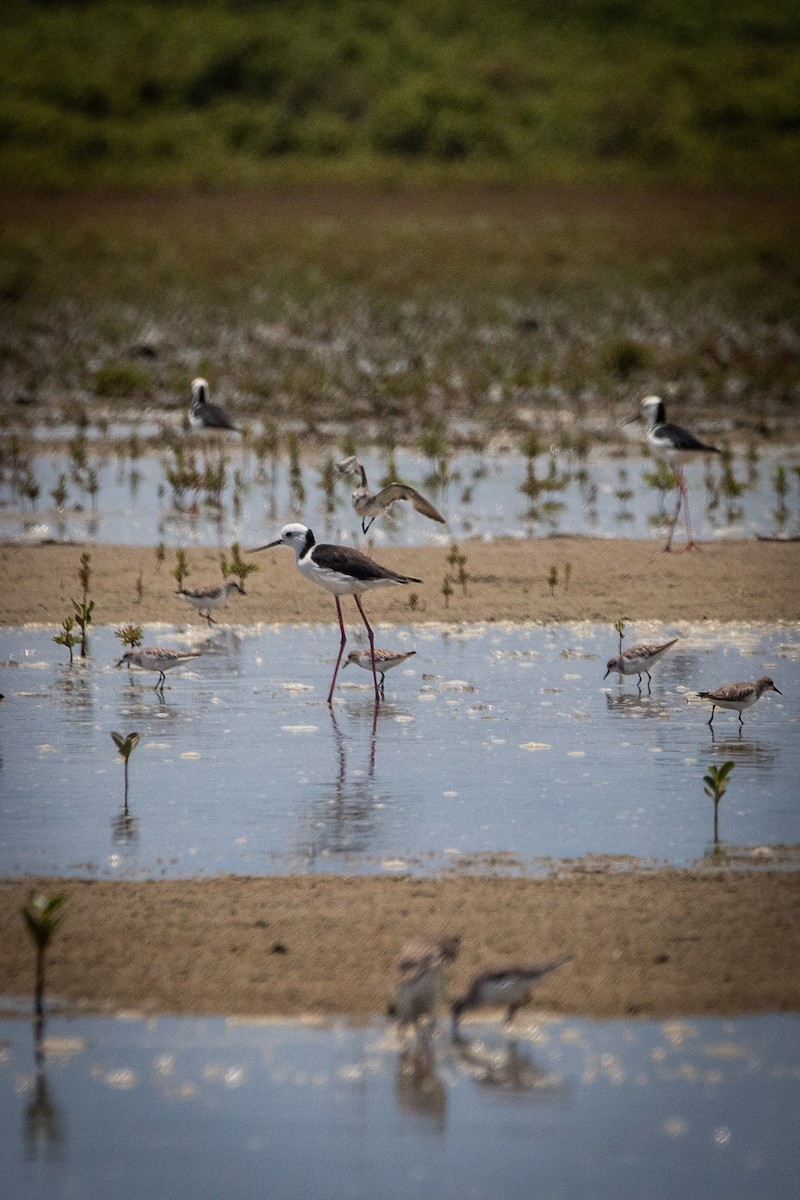 Австралийский ходулочник - ML645696478