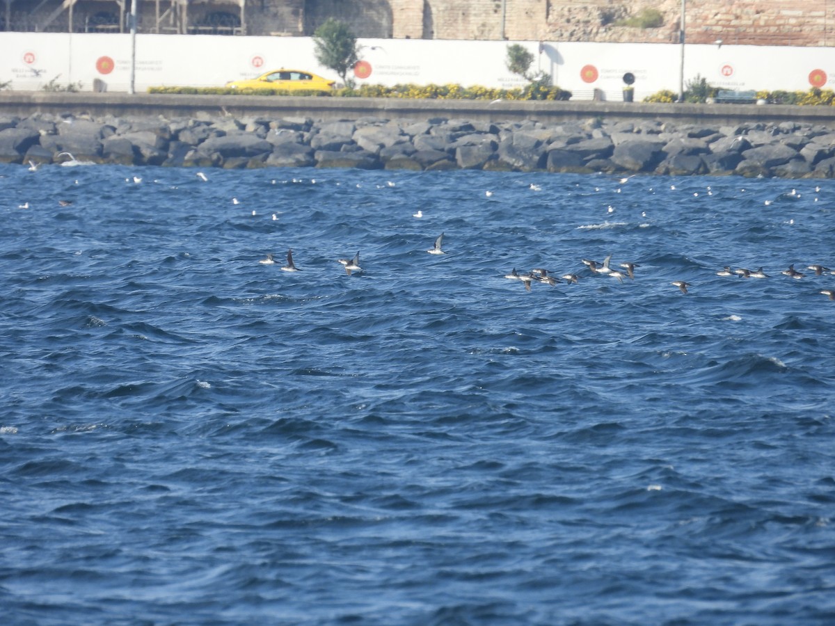 Левантский буревестник - ML645696479