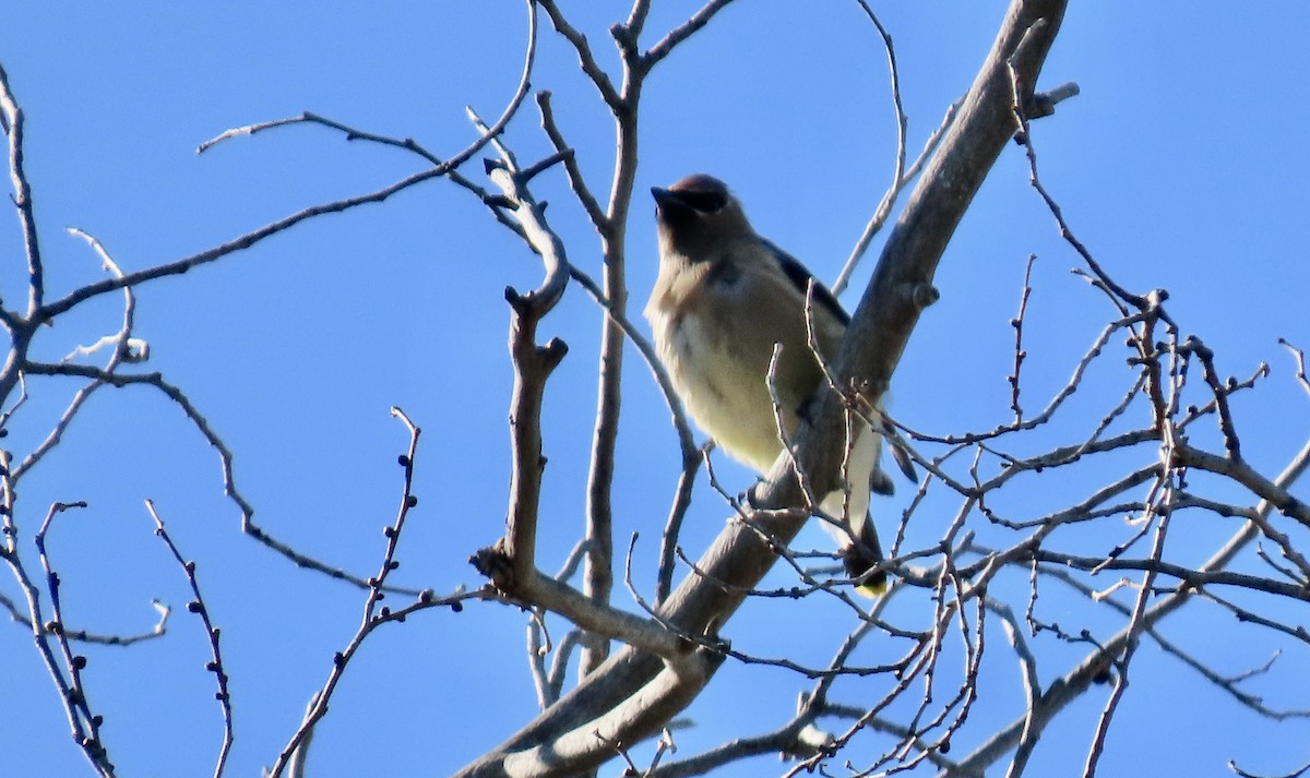 Кедровый свиристель - ML645696480