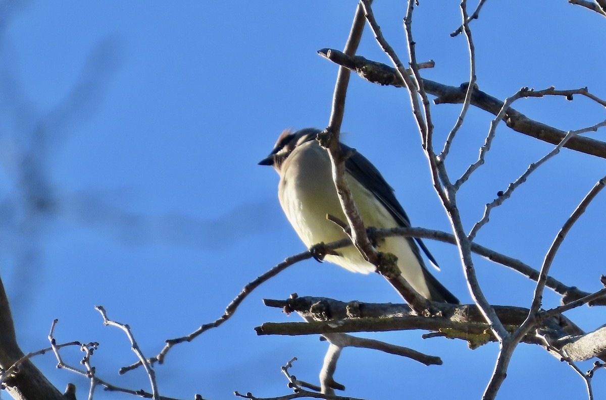 Кедровый свиристель - ML645696482