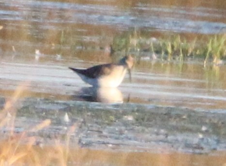 Ходулочниковый песочник - ML645696483