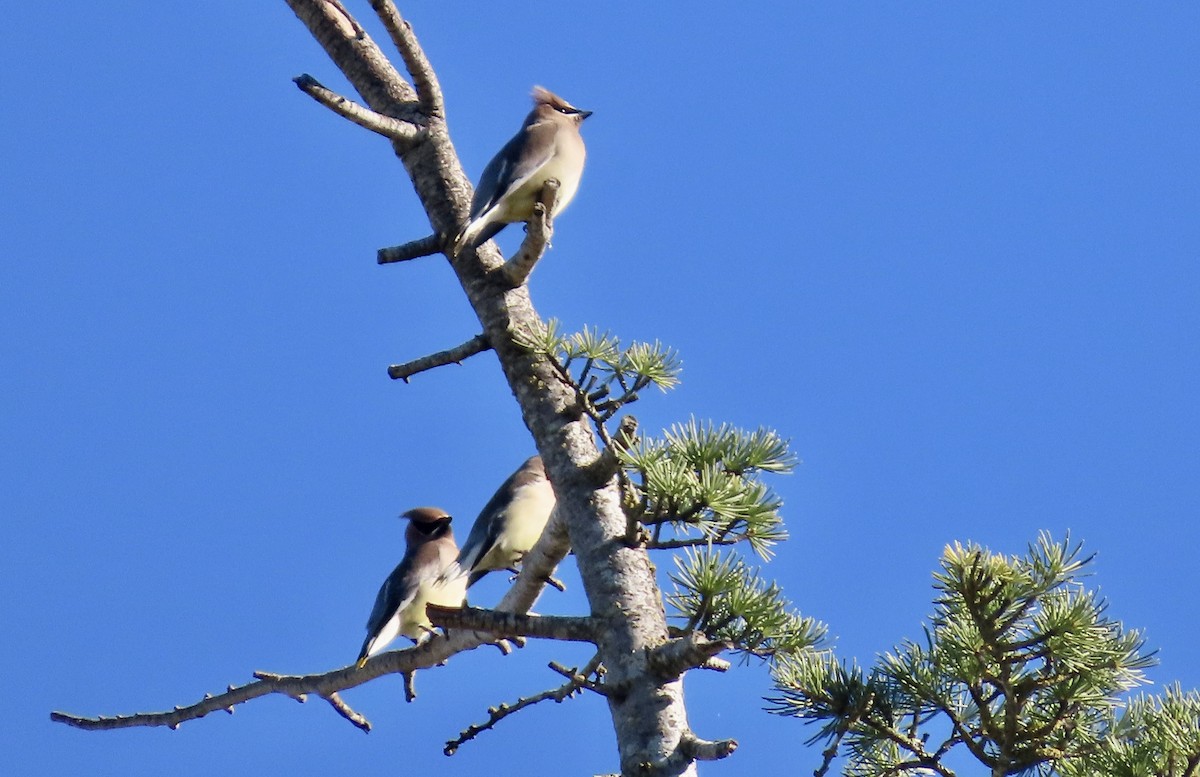 Кедровый свиристель - ML645696484