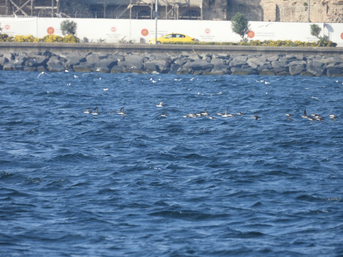 Левантский буревестник - ML645696485