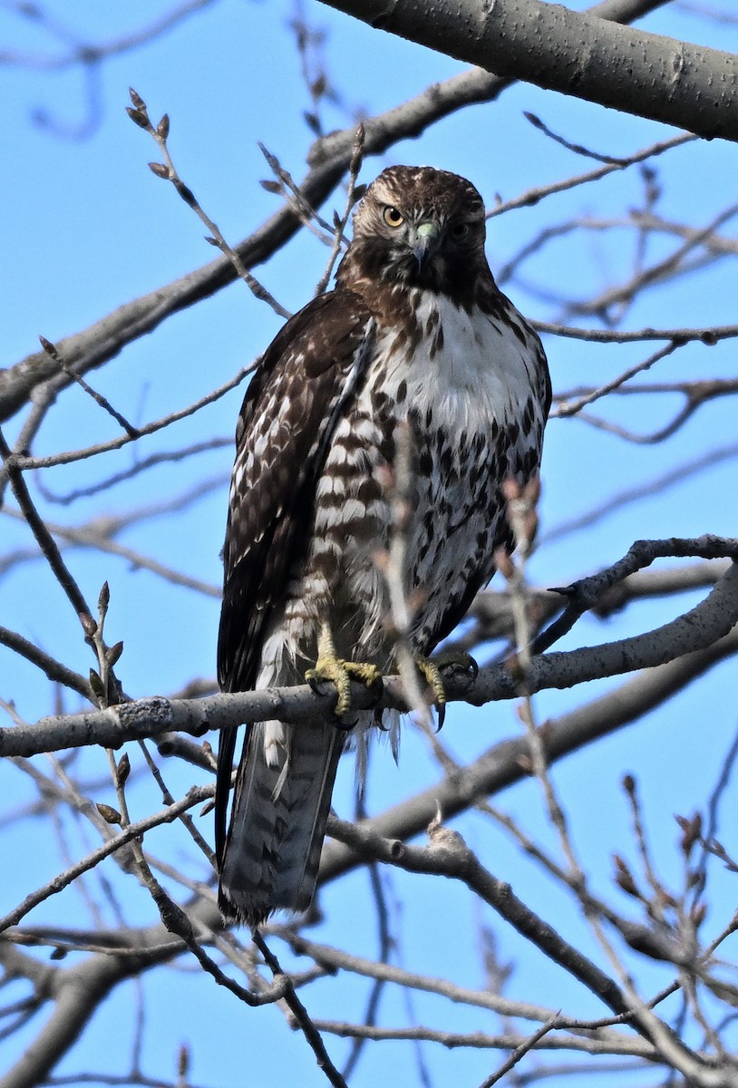 Краснохвостый канюк - ML645696486