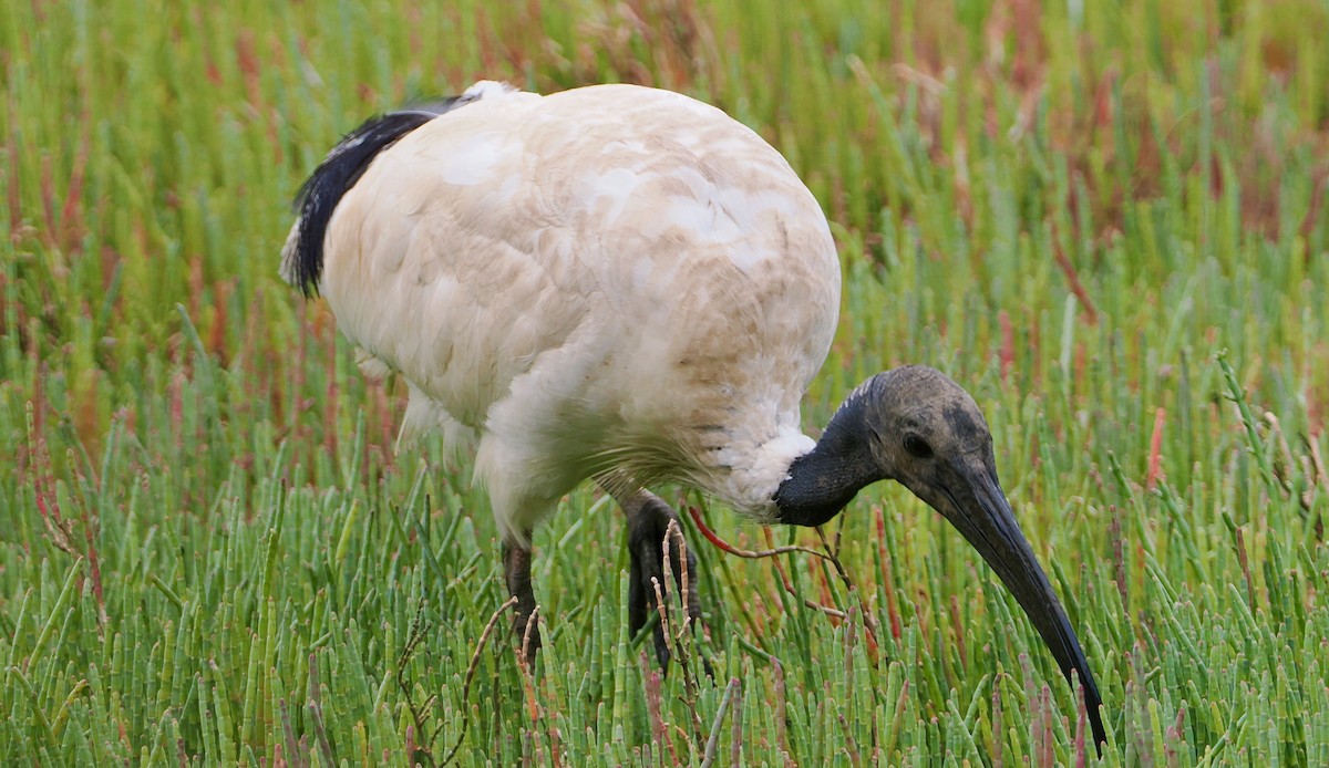 Молуккский ибис - ML645696487