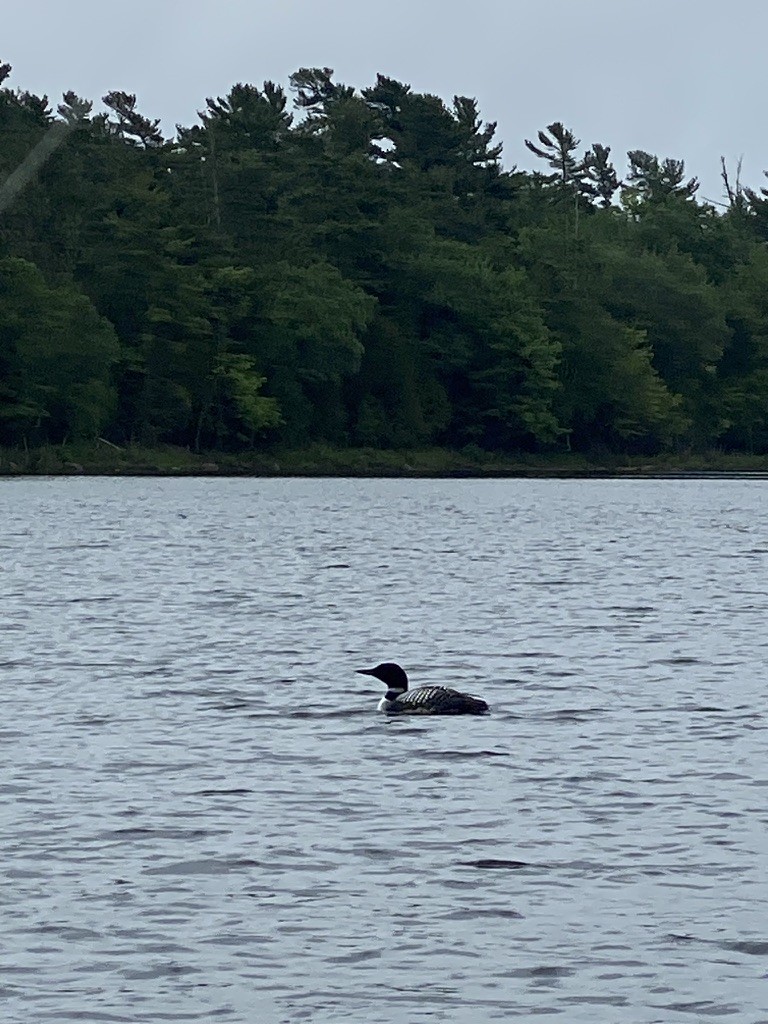 Черноклювая гагара - ML645696488