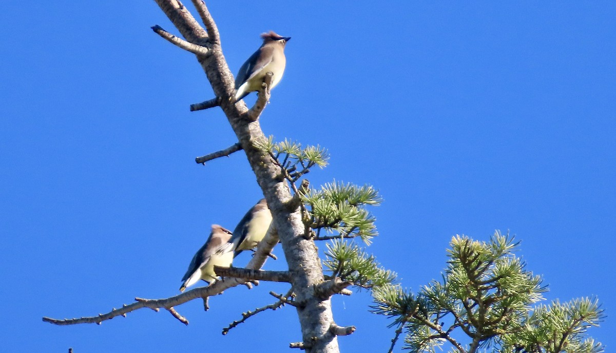 Кедровый свиристель - ML645696489