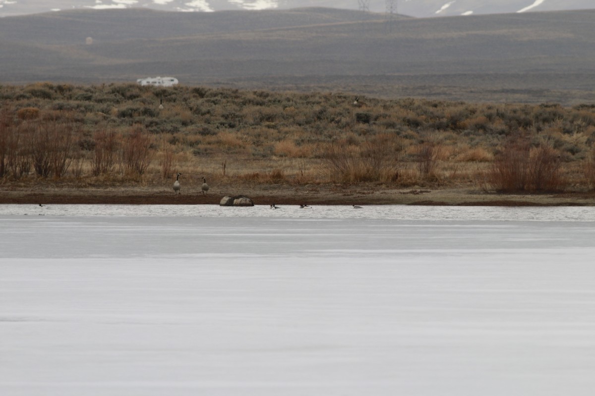 Канадская казарка - ML645696490