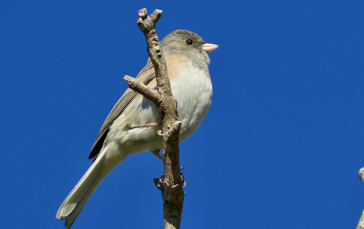 Серый юнко - ML645696491