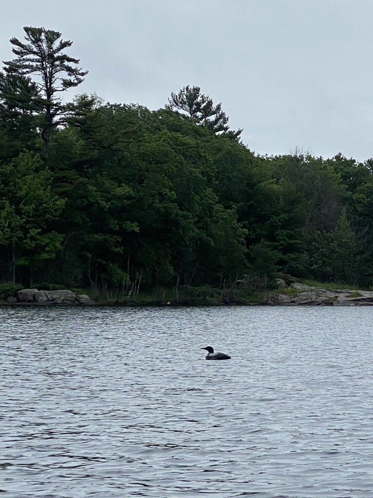 Черноклювая гагара - ML645696492