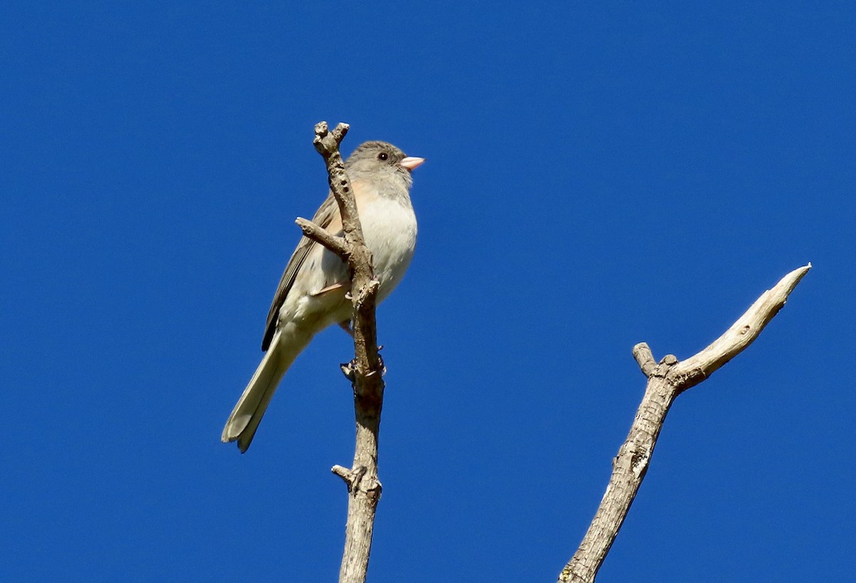 Серый юнко - ML645696493