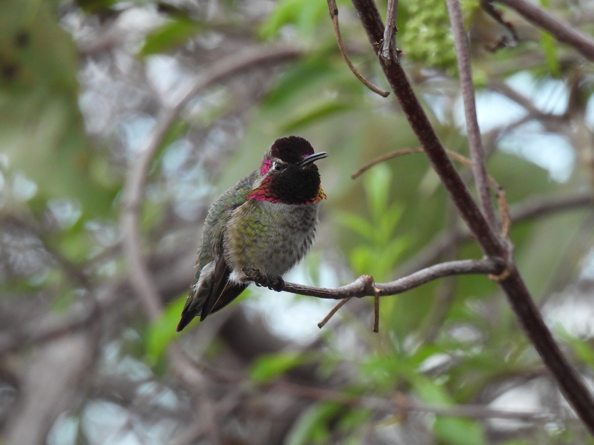 Рубиновый калипсо - ML645696494