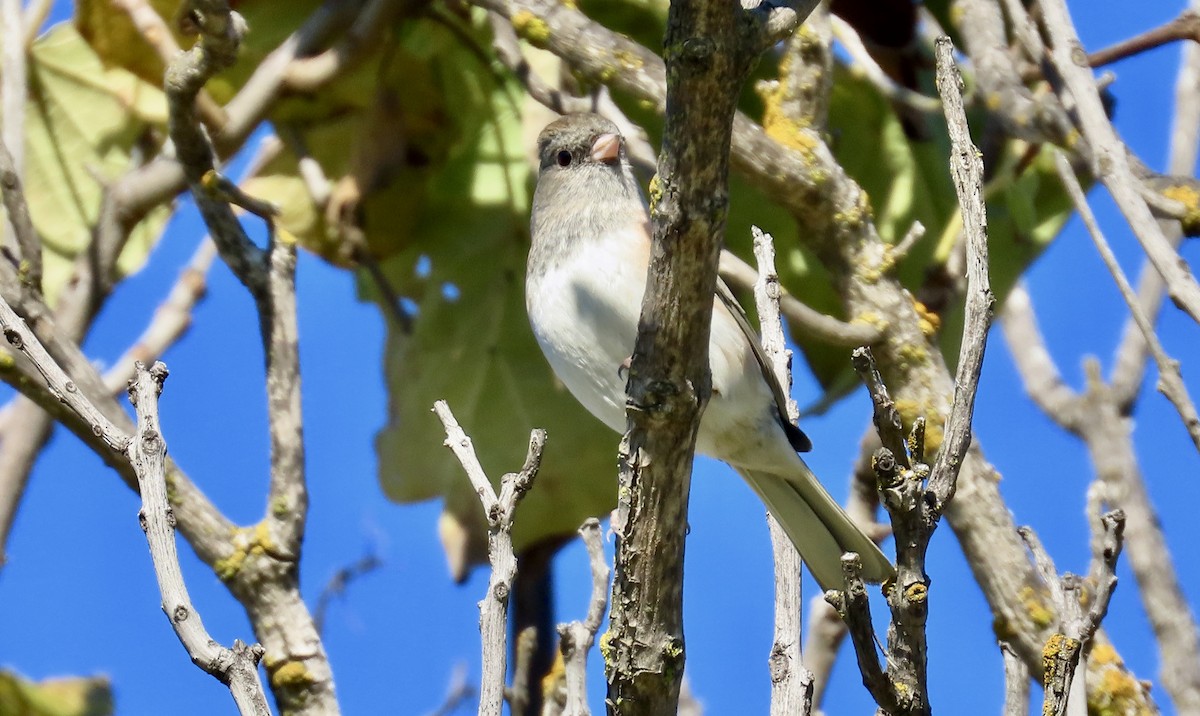 Серый юнко - ML645696495