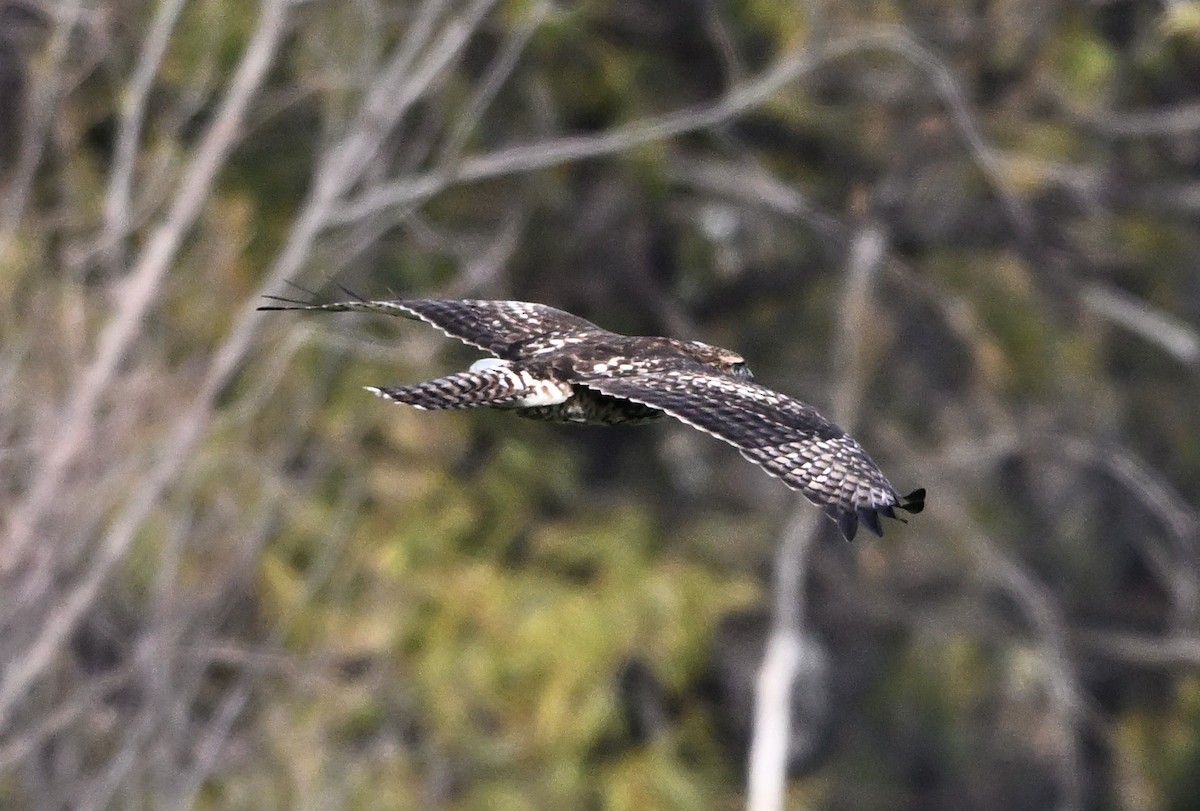 Краснохвостый канюк - ML645696496