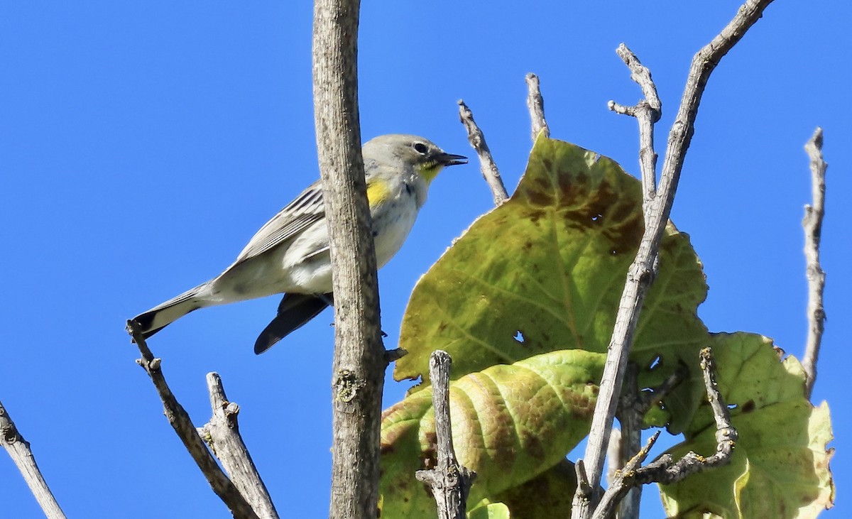 Миртовый певун - ML645696497