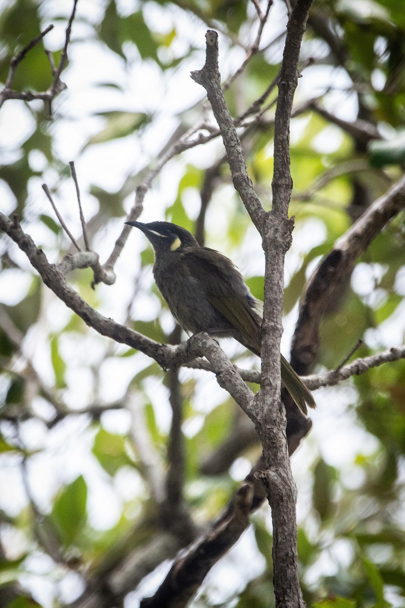 Золотоухий медосос - ML645696498