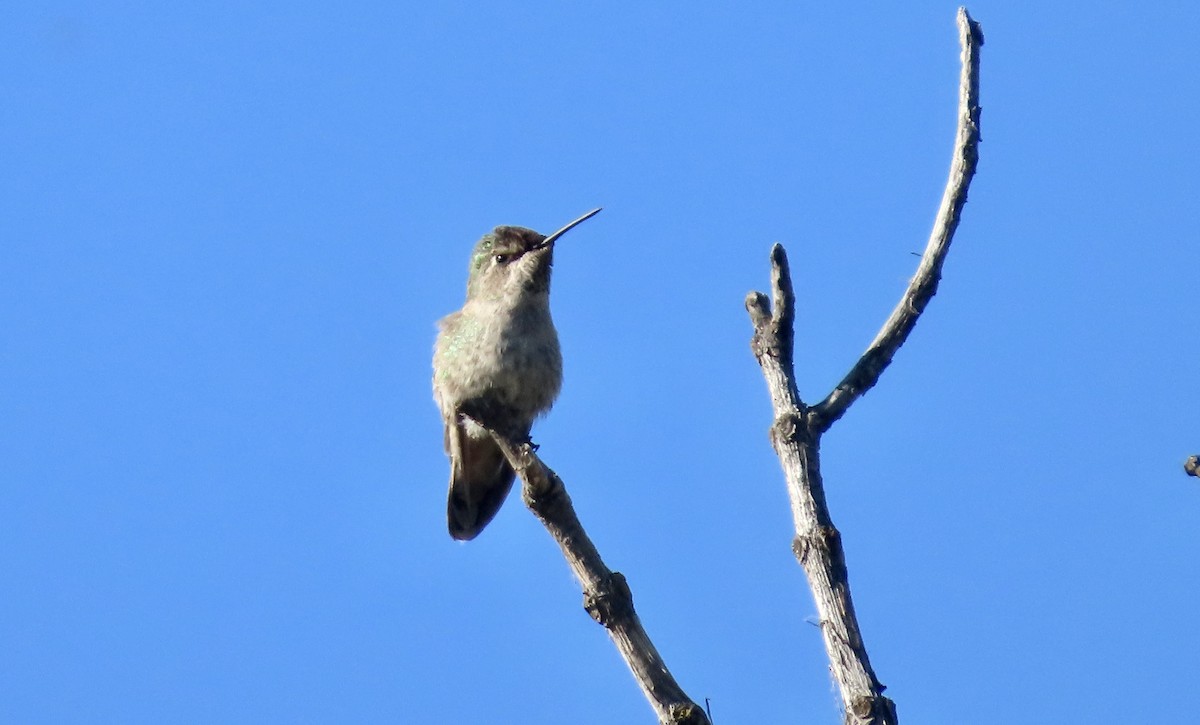 Рубиновый калипсо - ML645696500