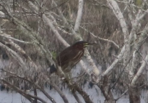 Зеленоспинная цапля - ML645696501