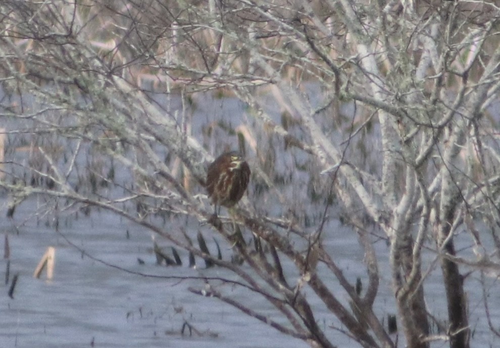 Зеленоспинная цапля - ML645696502