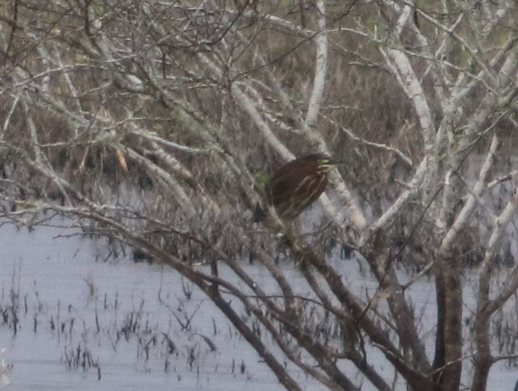 Зеленоспинная цапля - ML645696503