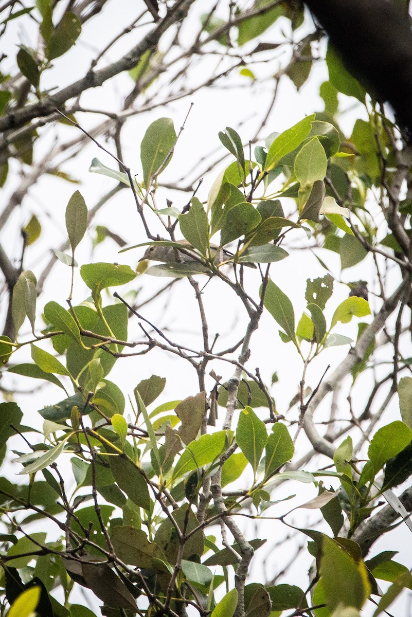 Мангровая геригона - ML645696504