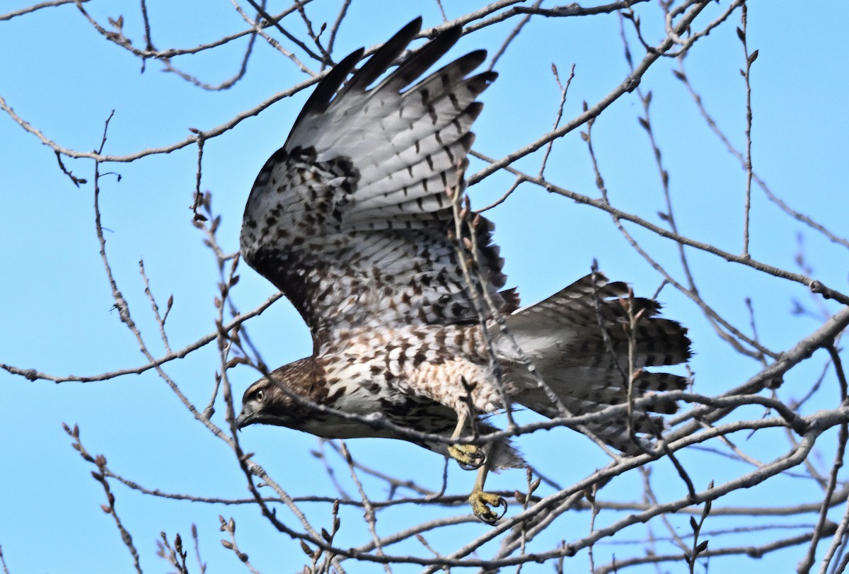 Краснохвостый канюк - ML645696505